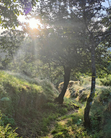 La lueur du soleil traversant les feuilles d'un arbre, sur un sentier.