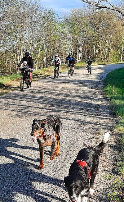 Groupe de cyclistes accompagnés de leurs chiens.