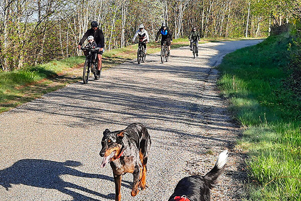 Groupe de cyclistes accompagnés de leurs chiens.